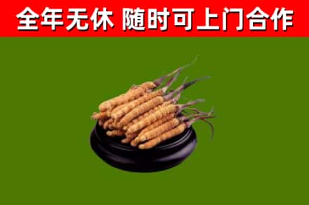 南康区回收散虫草