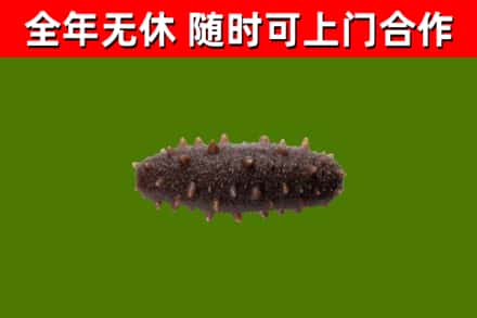 南康区回收海参干